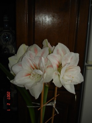 DSC00031.JPG