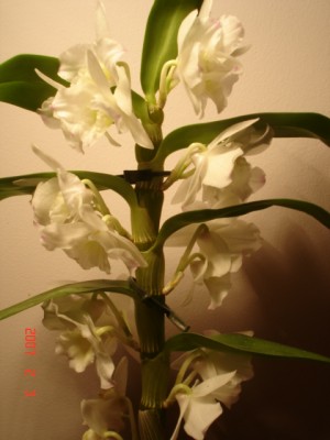 DSC00065.JPG