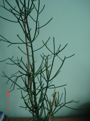 e. tirucalli