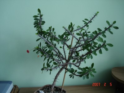 e. Milli