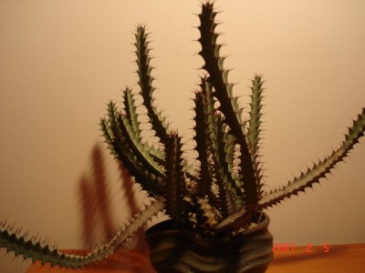 e.greenway