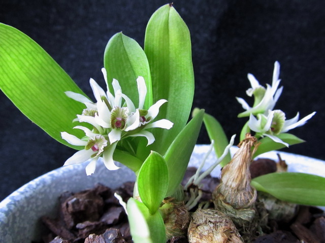 Dendrobium peguanum
