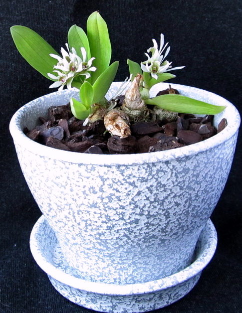 Dendrobium peguanum