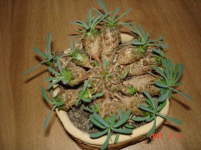 e. juglans