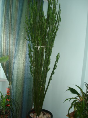 e. trigona