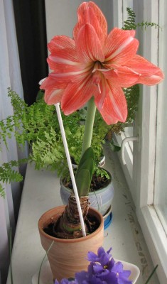 Lady-Jane-2.jpg