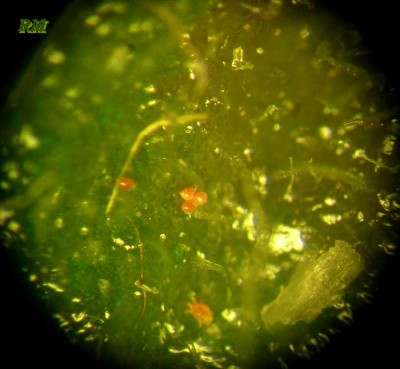 Brevipalpus-obovatus-ovo.jpg