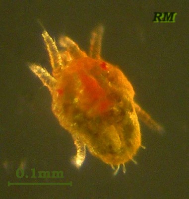 Brevipalpus-obovatus-11.jpg