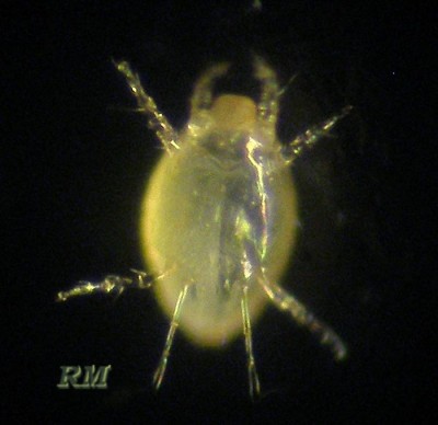Phytonemus-sp-8.jpg