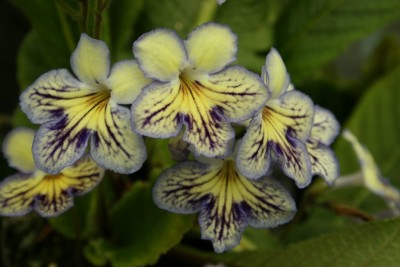 StreptocarpusSeren-702940.jpg
