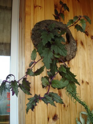 DSC00169.JPG