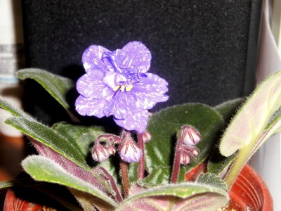 P1010017цц.jpg