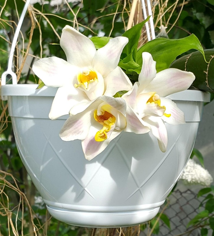 Chysis bractescens.