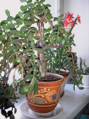 P3180012sm.jpg