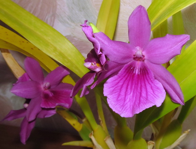 Miltassia hibrid.