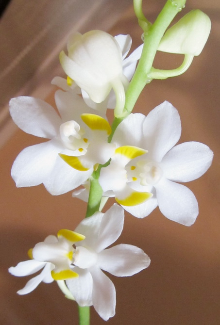 Doritis pulcherrima