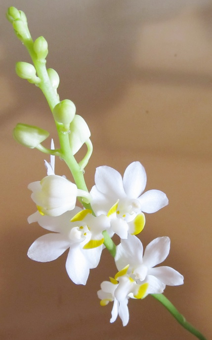 Doritis pulcherrima