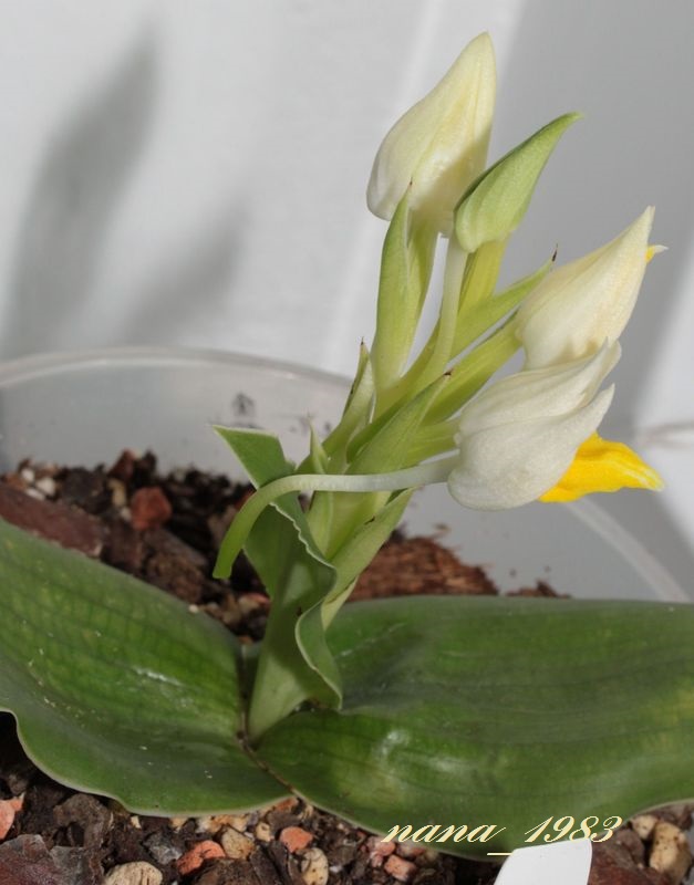 Pecteilis sagarikii