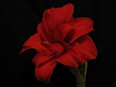 Red Peacock.jpg