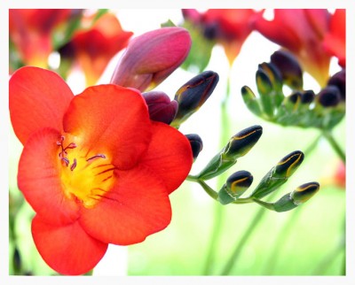 flower.jpg
