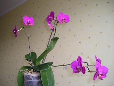P1010582.JPG