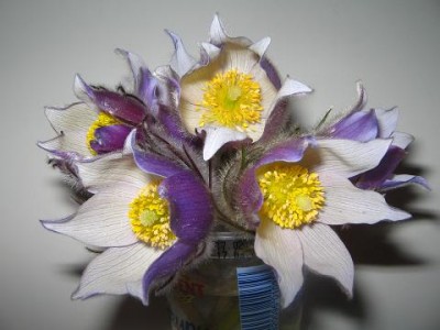 IMG_0053.JPG