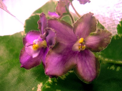 Ma's-Grinning-Grape.jpg