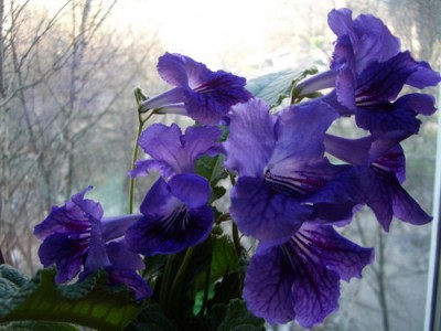 IMGP4627 01.jpg