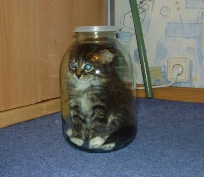 2993котенок-в банке.jpg