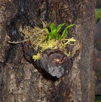 Stelis sp