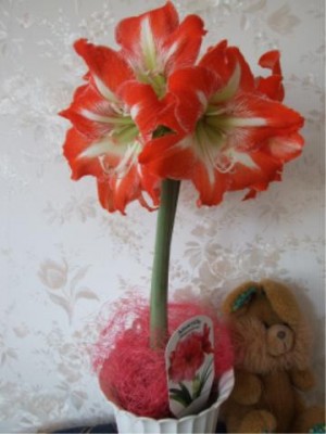 Blumen 036.jpg