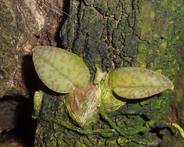 DSCN0004.JPG