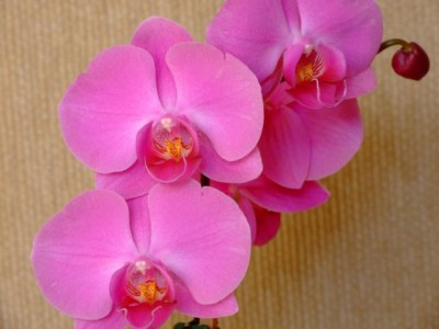 Blumen 025.jpg
