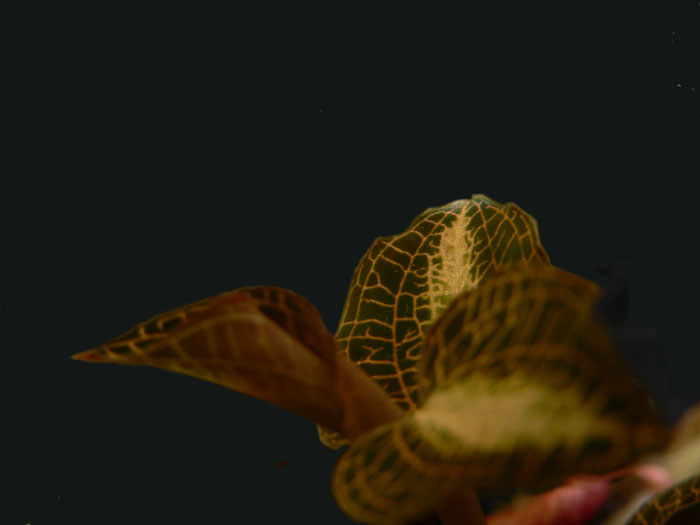 jevel_orchid2.jpg