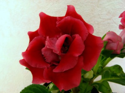 unknown1.jpg