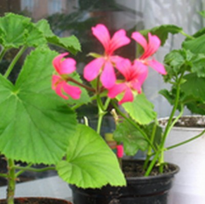 STA_4394.jpg