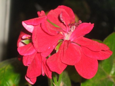 IMG_0963.jpg