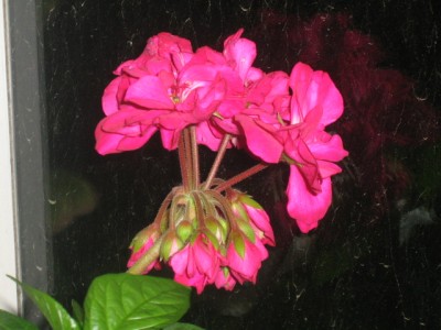 IMG_0966.jpg