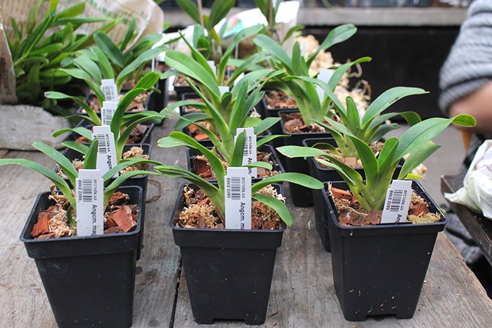 Angraecum magdalena.jpg