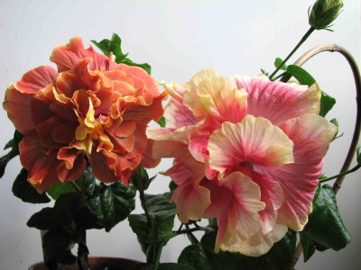IMG_08011.jpg