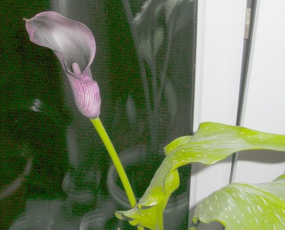 P5170005fff.jpg