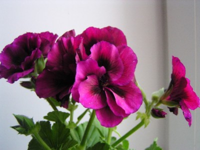 P1010031.jpg