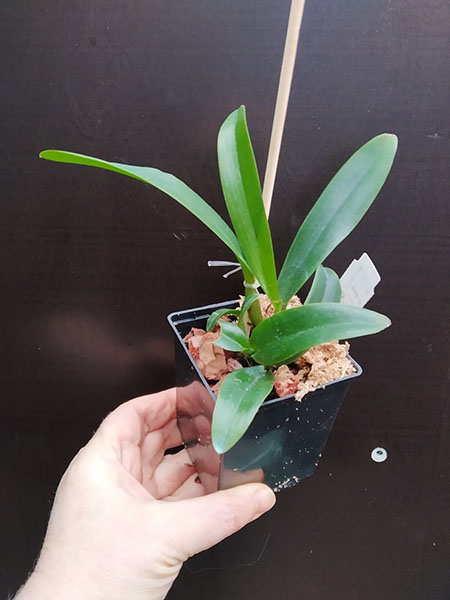 Cattleya mossiae var coerulea.jpg
