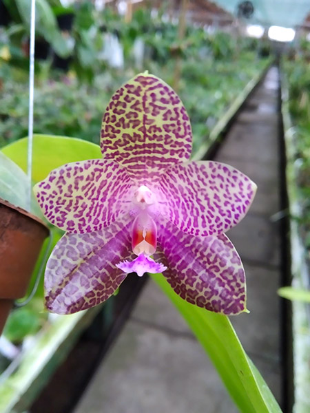 Phalaenopsis gigantea x Mituo Prince 'Bb'-1.jpg