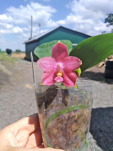 Phalaenopsis Mituo Princess 'Black Beauty' x Mituo Golden Tiger 'Green Tiger'.jpg