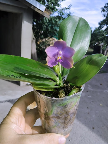 Phalaenopsis Mituo Princess 'Black Beauty' x (Lyndon Gold Ring x Miro Super Star).jpg