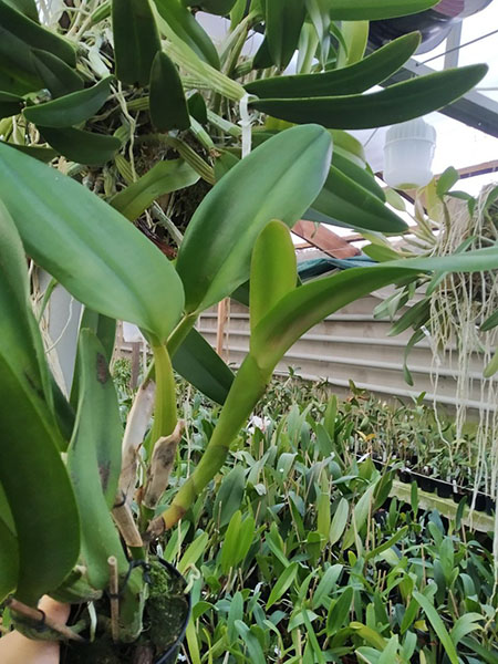 Rhyncholaeliocattleya Suvarnabhumi Delight 'Salmon Queen' X Cattleya Tainan City 'General'.jpg