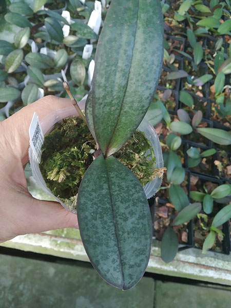Phalaenopsis Timothy Christopher x stuartiana (Joseph Wu).jpg
