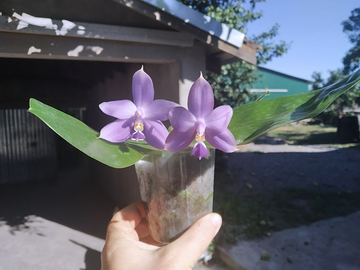 Phalaenopsis violacea indigo x Mituo Reflex Dragon 'Blue #2'.jpg