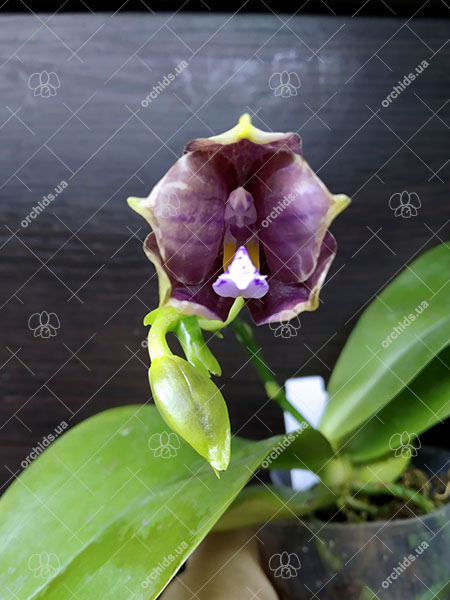 Phalaenopsis Mituo Blue Smurfs 'Blue-S' x Mituo Speciosa 'Blue-Coffe'.jpg